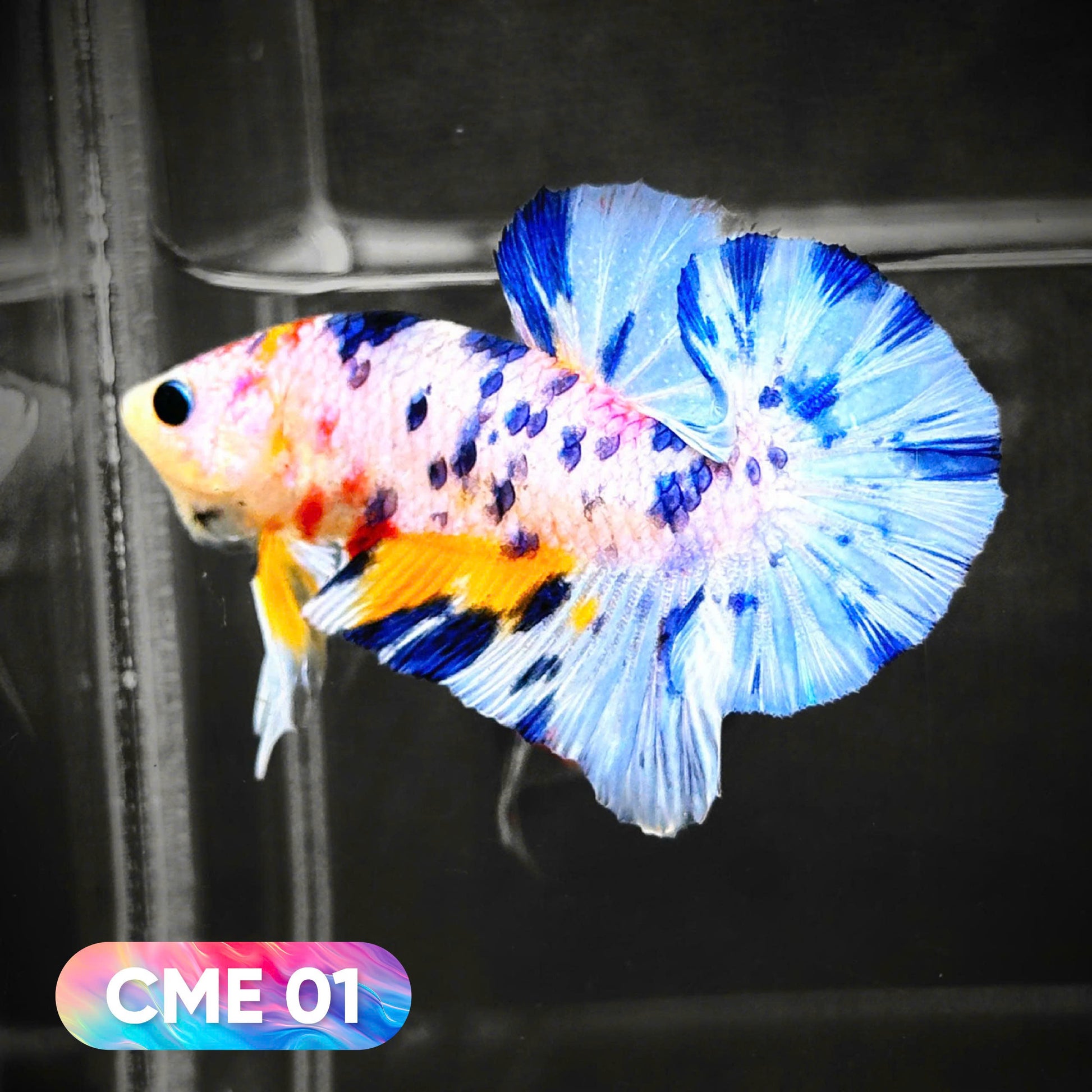 Multicolor Metallic Plakat Male Betta Fish | You Pick Fish | Exclusive Grade
