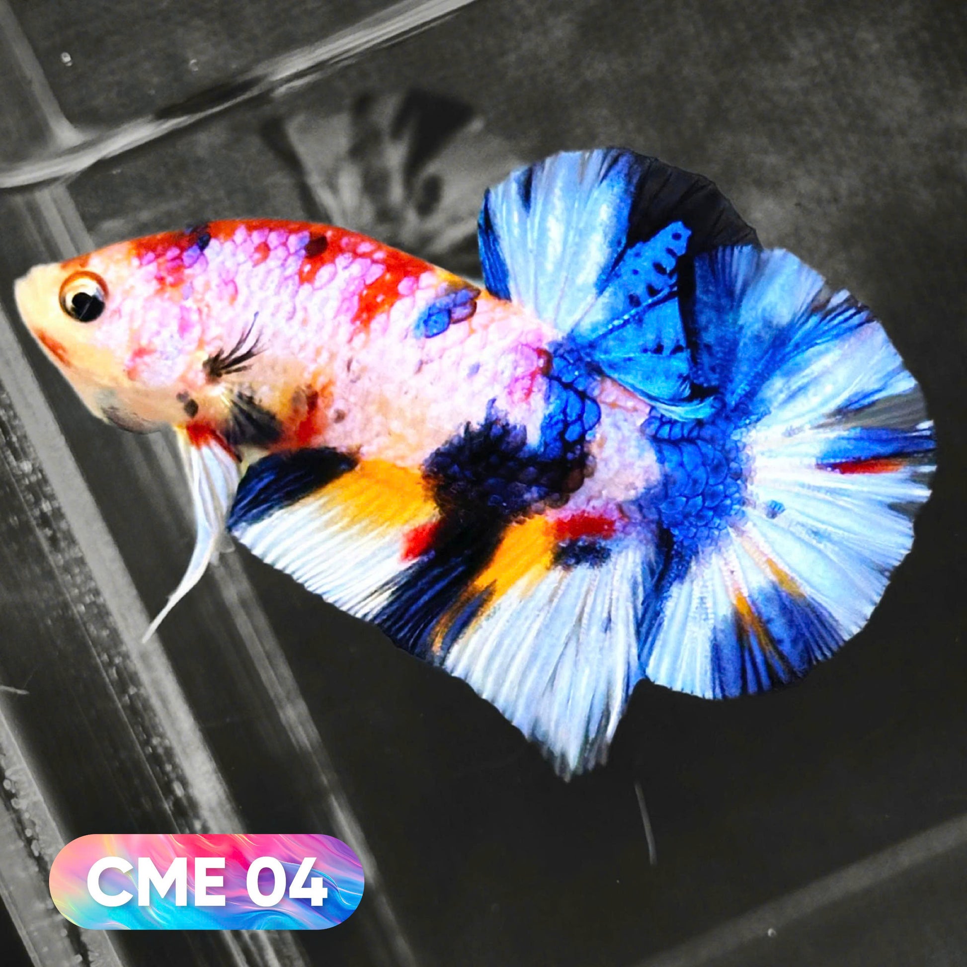 Multicolor Metallic Plakat Male Betta Fish | You Pick Fish | Exclusive Grade