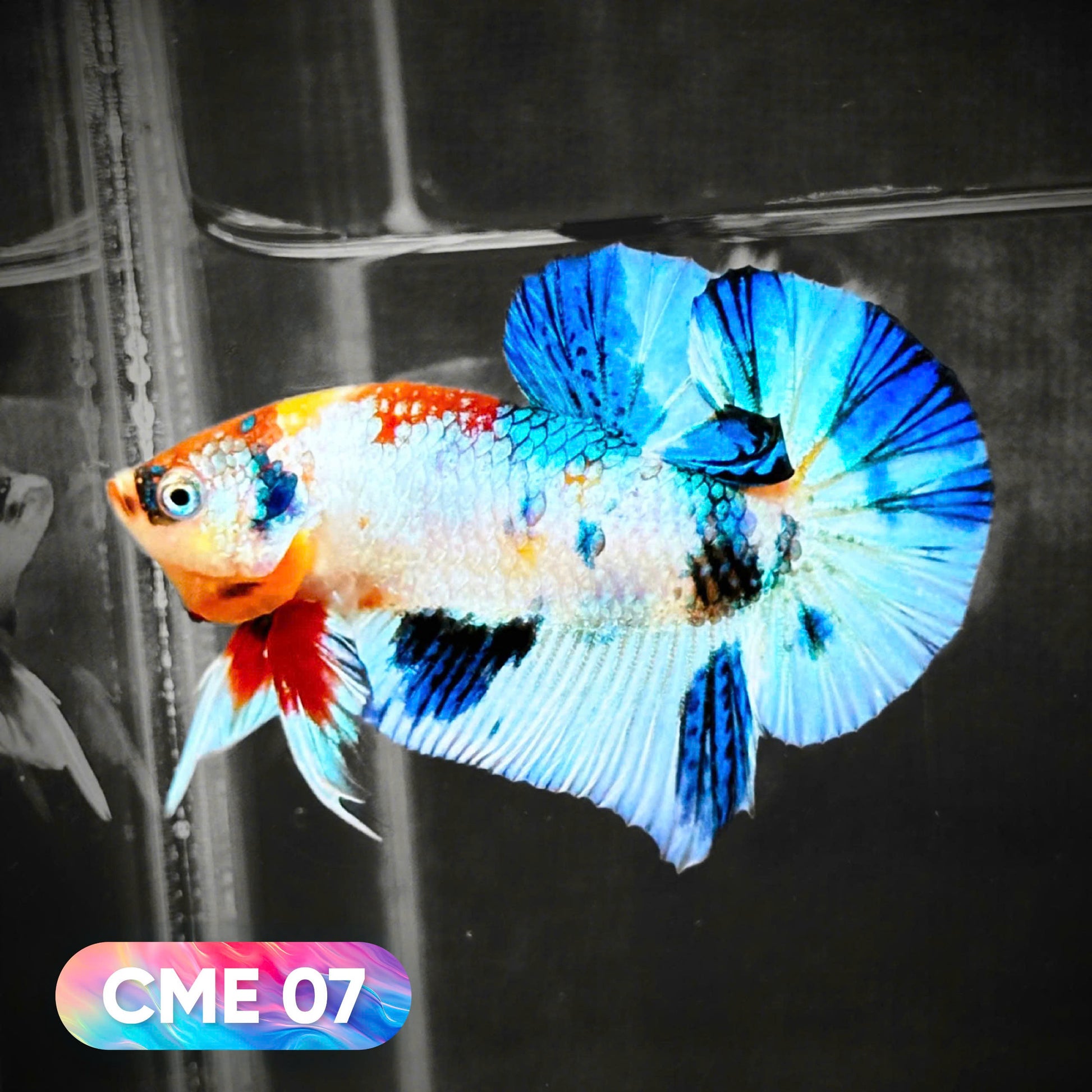 Multicolor Metallic Plakat Male Betta Fish | You Pick Fish | Exclusive Grade