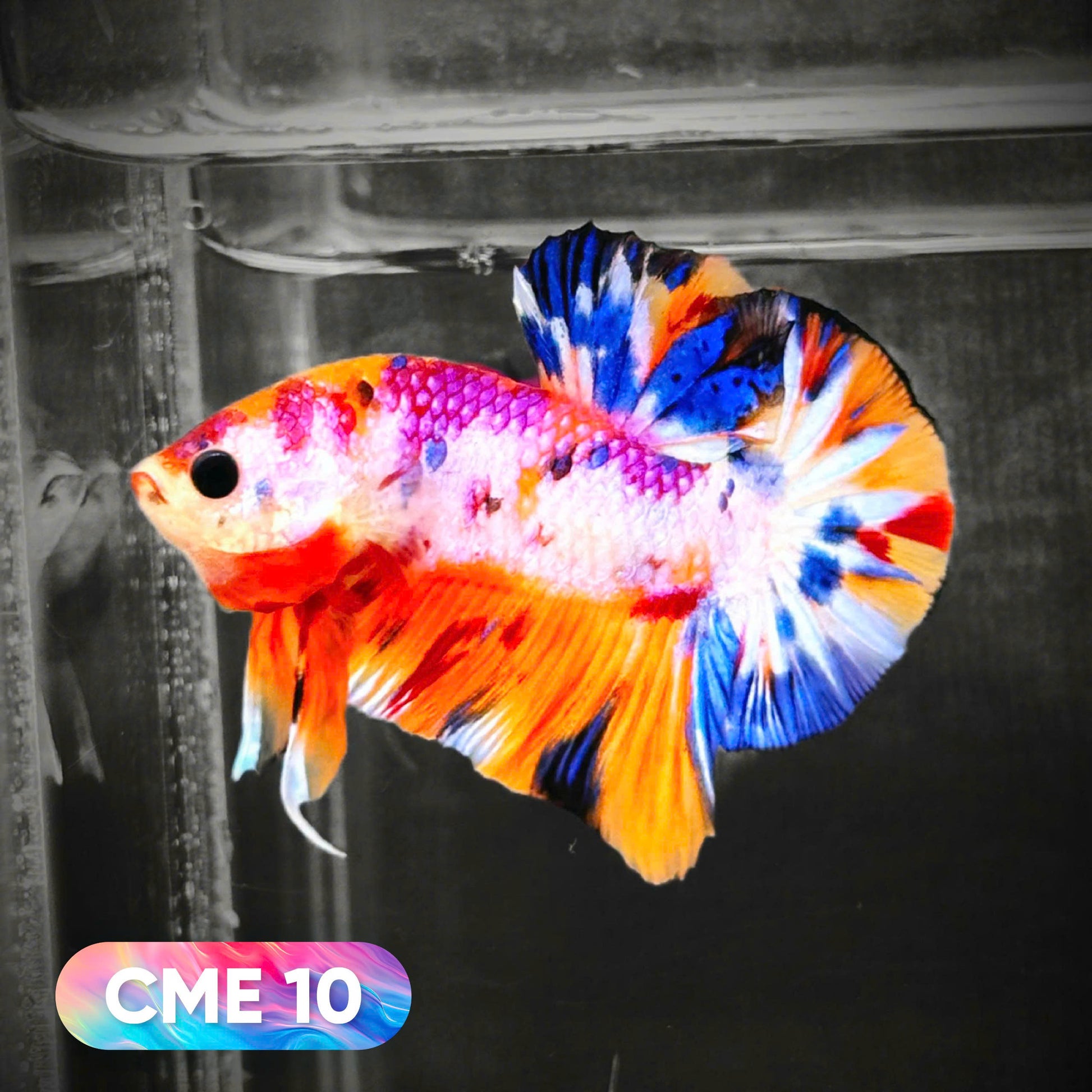 Multicolor Metallic Plakat Male Betta Fish | You Pick Fish | Exclusive Grade