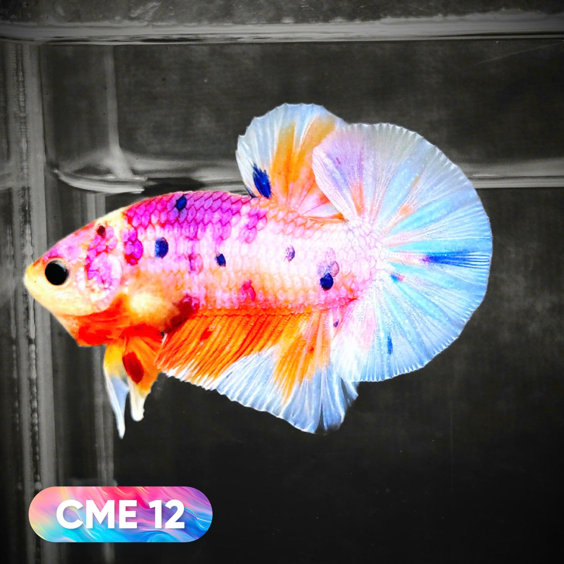 Multicolor Metallic Plakat Male Betta Fish | You Pick Fish | Exclusive Grade