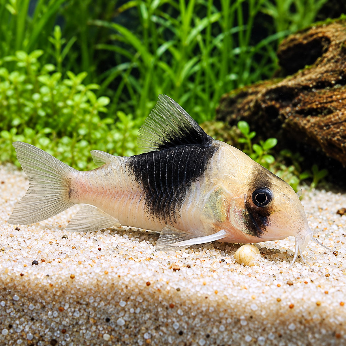 CW051 New Panda Cory Catfish โ Hoplisoma sp. CW051