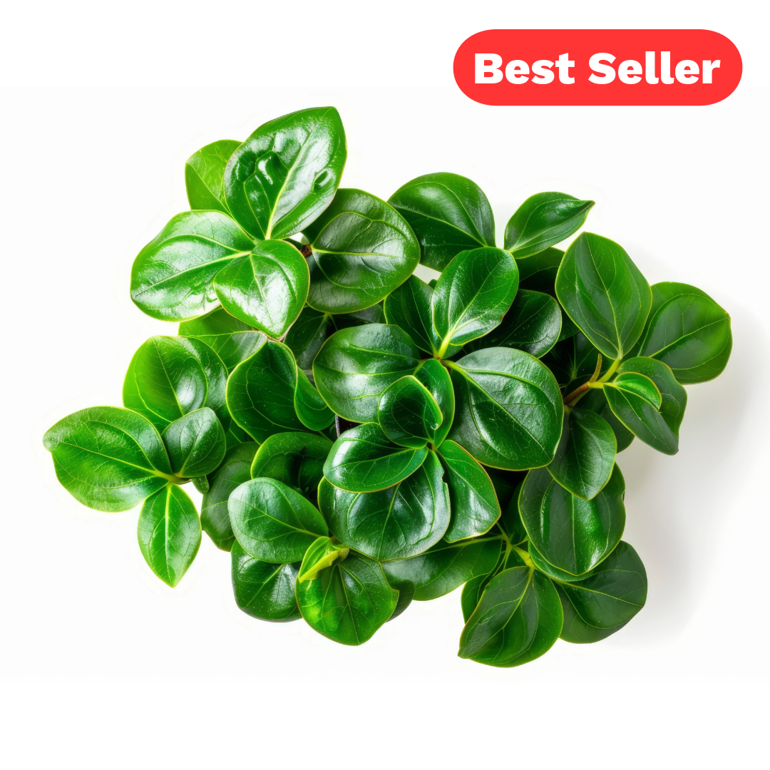 Anubias Nana - Classic Aquarium Plant – Tropicflow