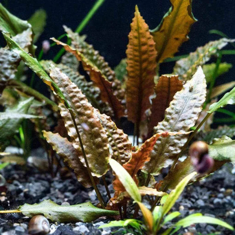 Cryptocoryne Wendtii Brown – Rich & Hardy Freshwater Plant Cryptocoryne Wendtii Brown – Rich & Hardy Freshwater Plant