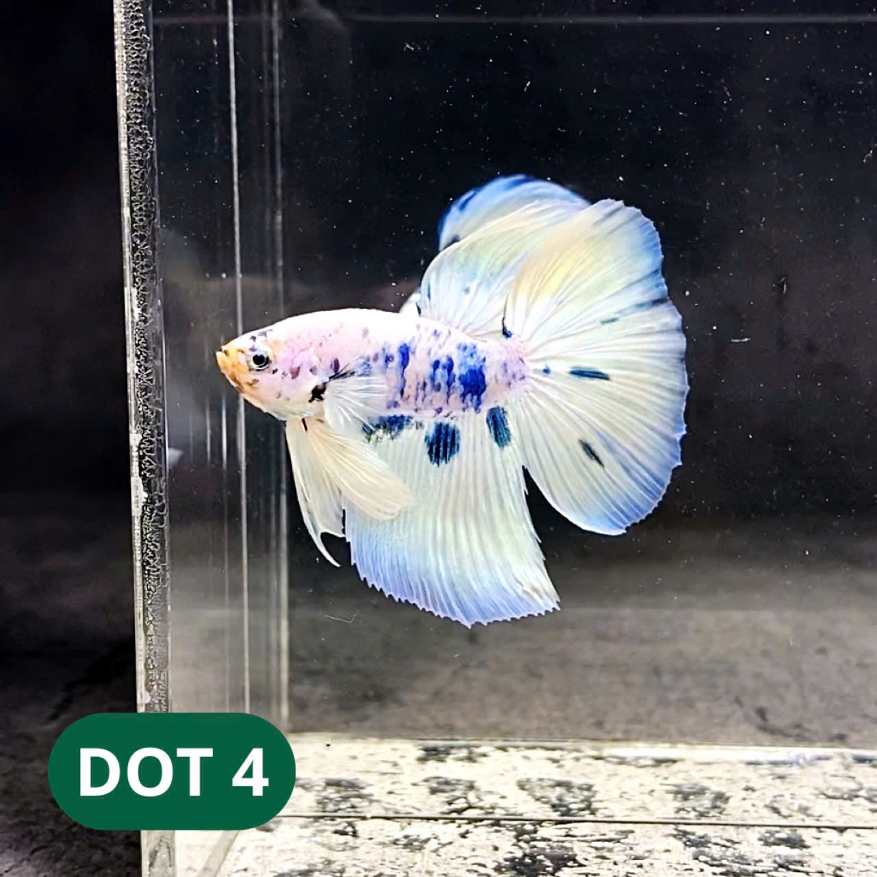 Blue Marble Dot Halfmoon Male Betta Fish | Order Directly From Farm | You Pick Fish