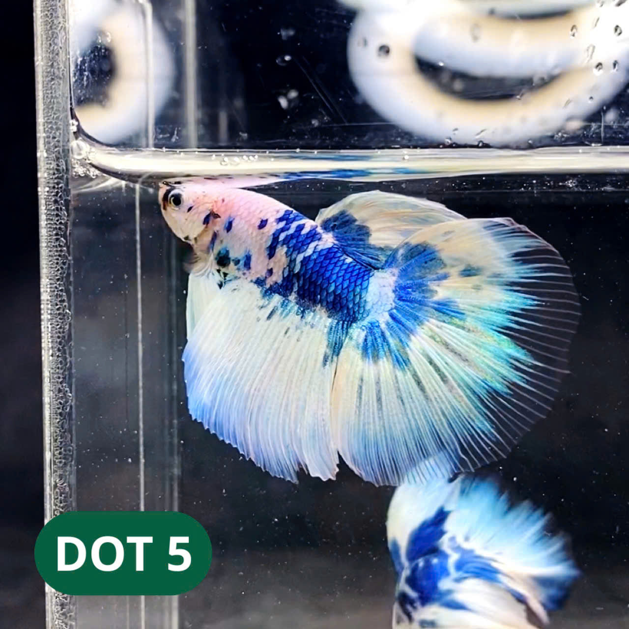 Blue Marble Dot Halfmoon Male Betta Fish | Order Directly From Farm | You Pick Fish