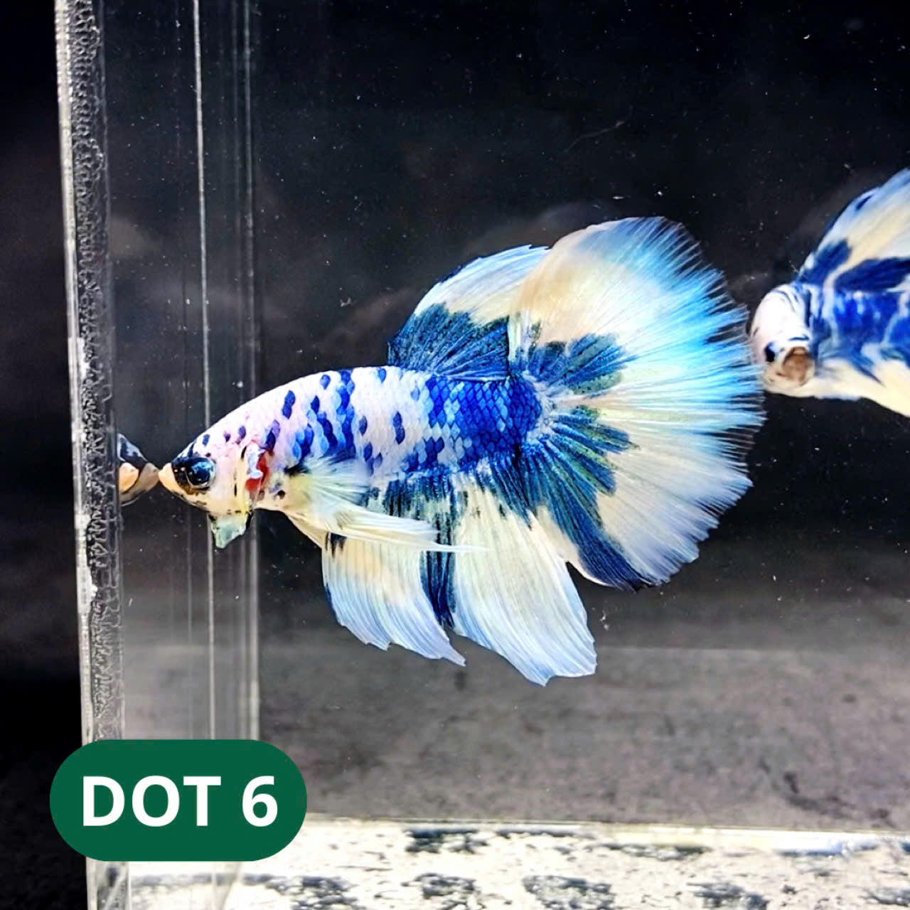 Blue Marble Dot Halfmoon Male Betta Fish | Order Directly From Farm | You Pick Fish