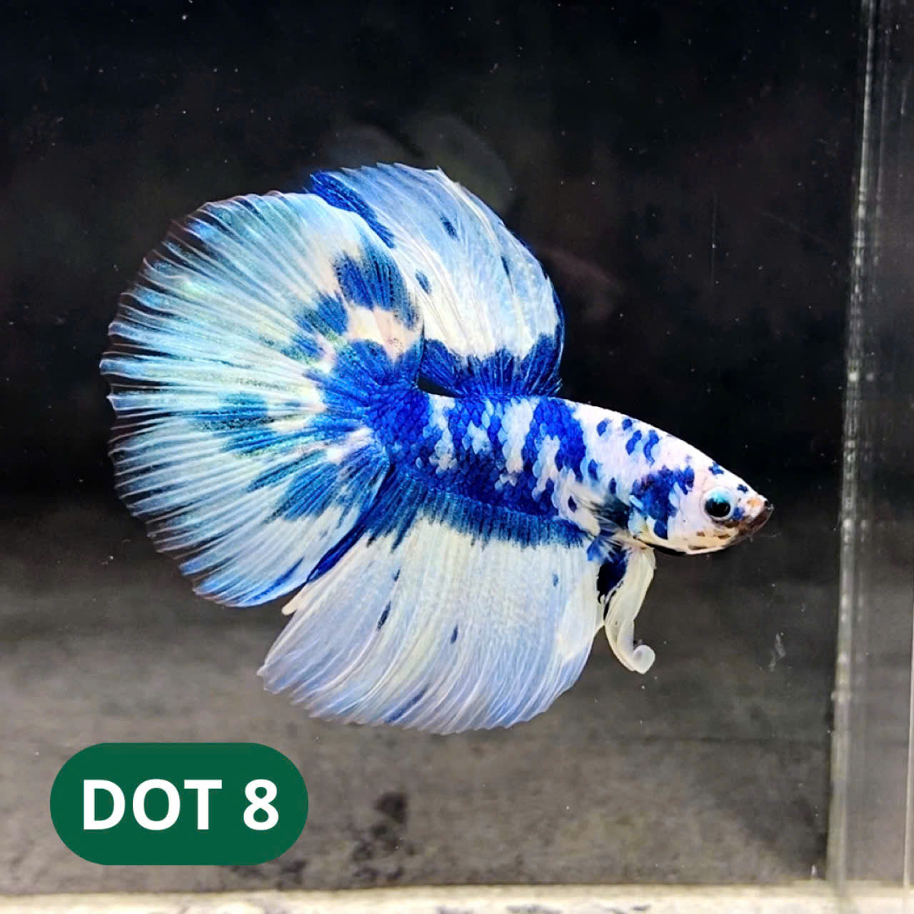 Blue Marble Dot Halfmoon Male Betta Fish | Order Directly From Farm | You Pick Fish
