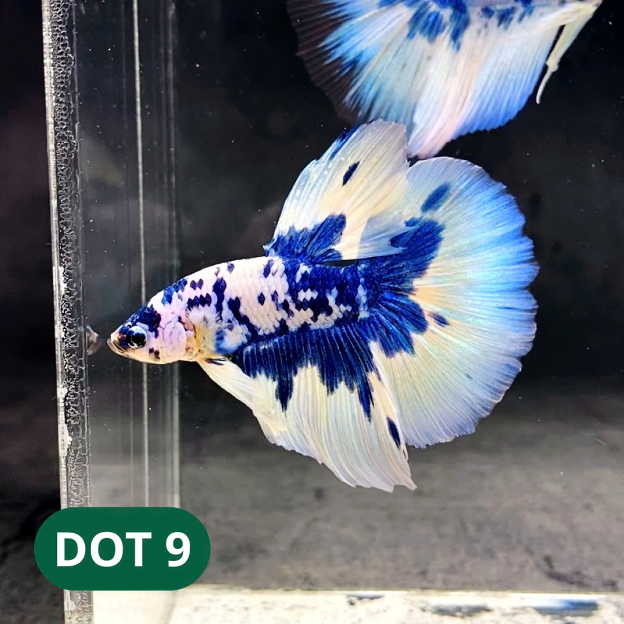 Blue Marble Dot Halfmoon Male Betta Fish | Order Directly From Farm | You Pick Fish