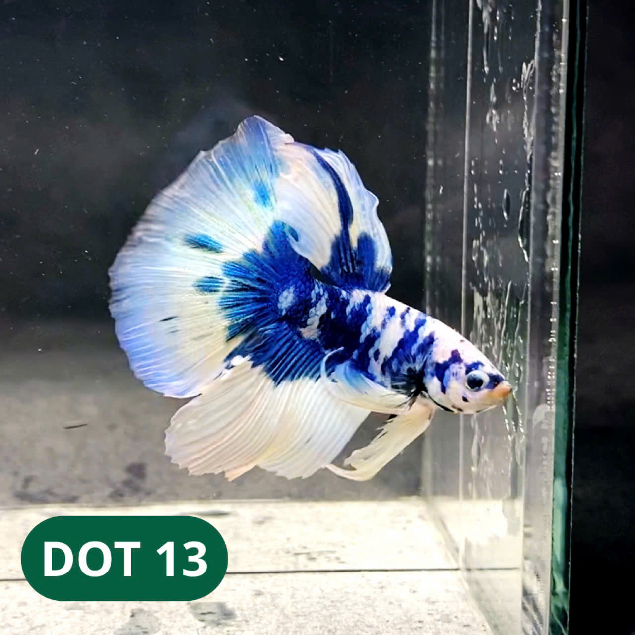 Blue Marble Dot Halfmoon Male Betta Fish | Order Directly From Farm | You Pick Fish