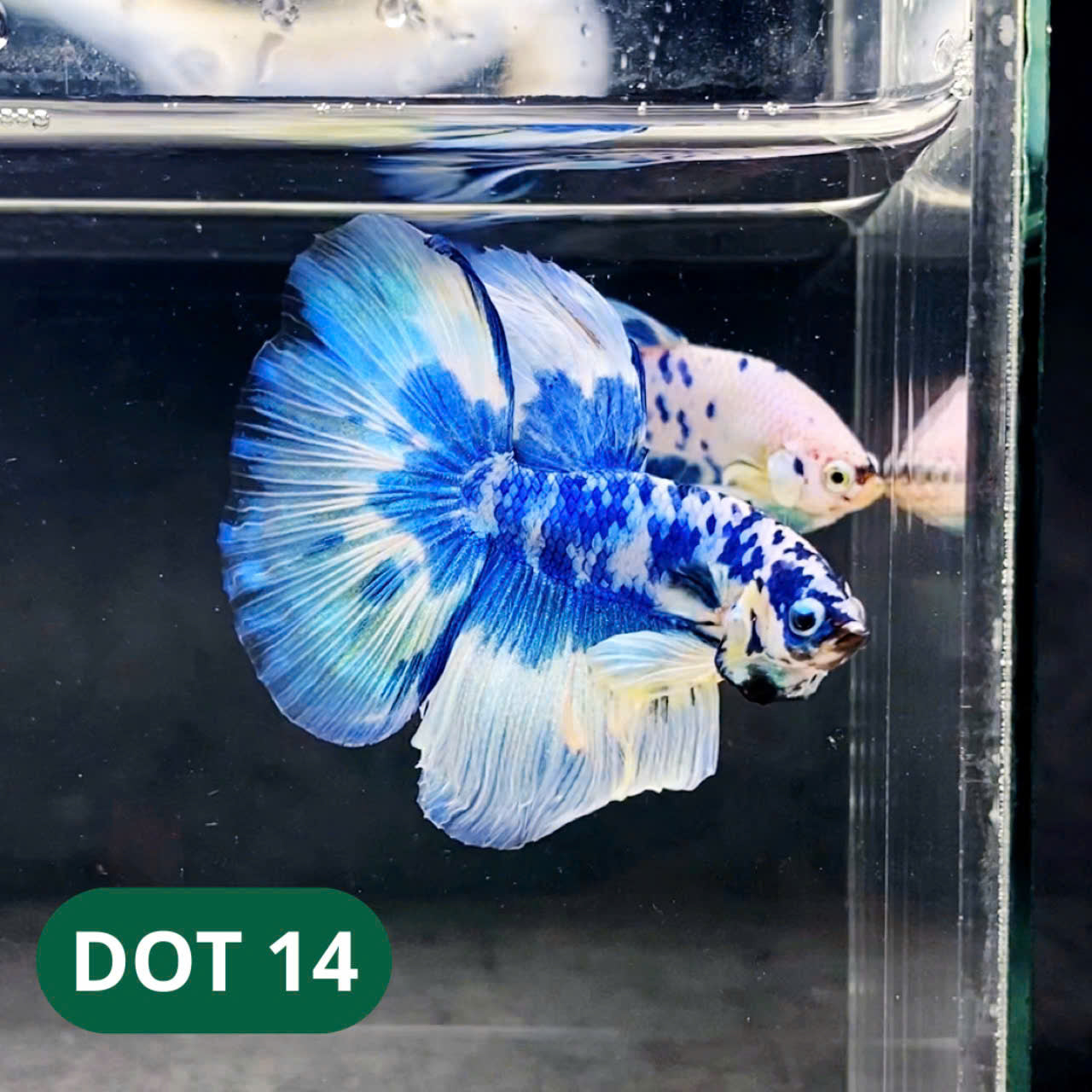 Blue Marble Dot Halfmoon Male Betta Fish | Order Directly From Farm | You Pick Fish