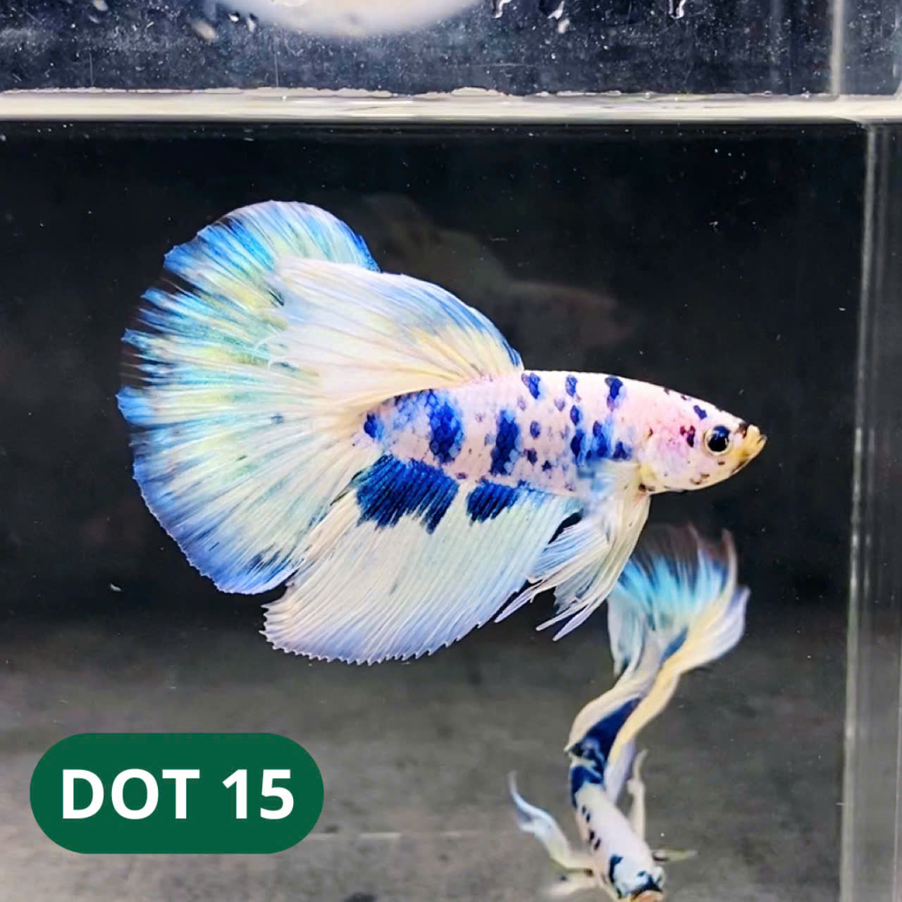 Blue Marble Dot Halfmoon Male Betta Fish | Order Directly From Farm | You Pick Fish