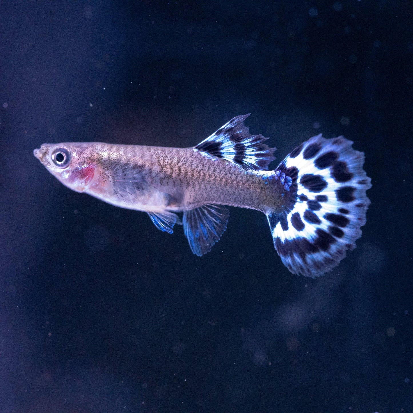 Purple Ivory Mosaic Guppy