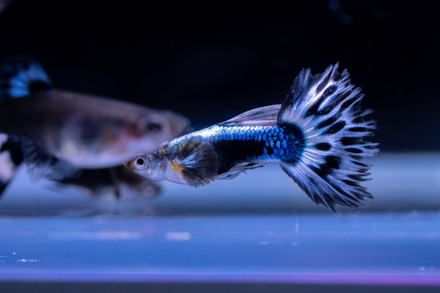 Purple Ivory Mosaic Guppy