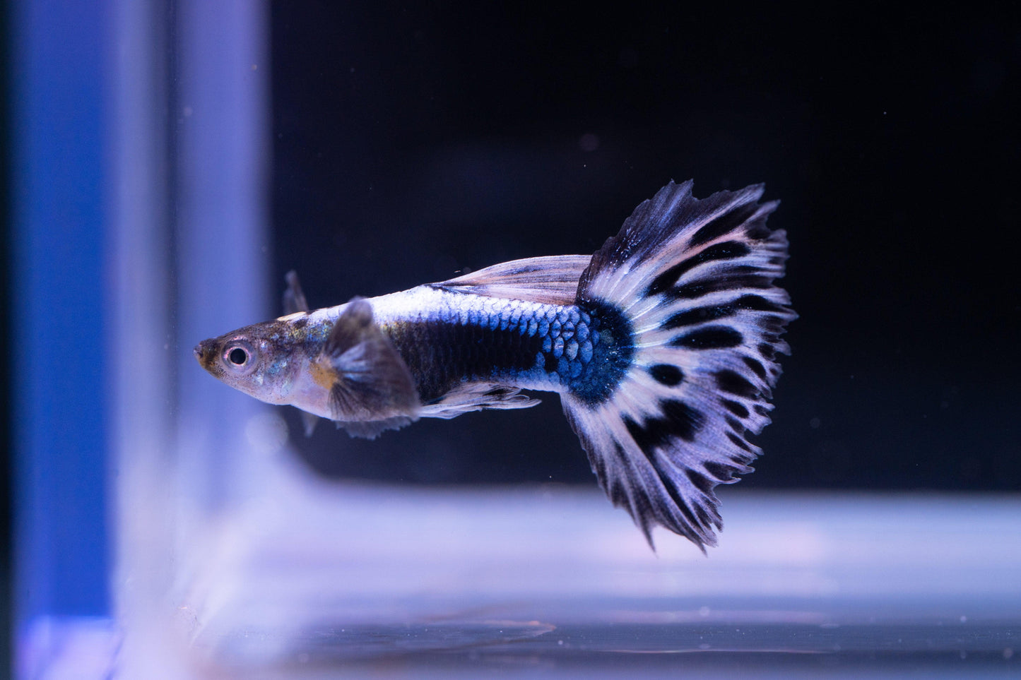 Purple Ivory Mosaic Guppy