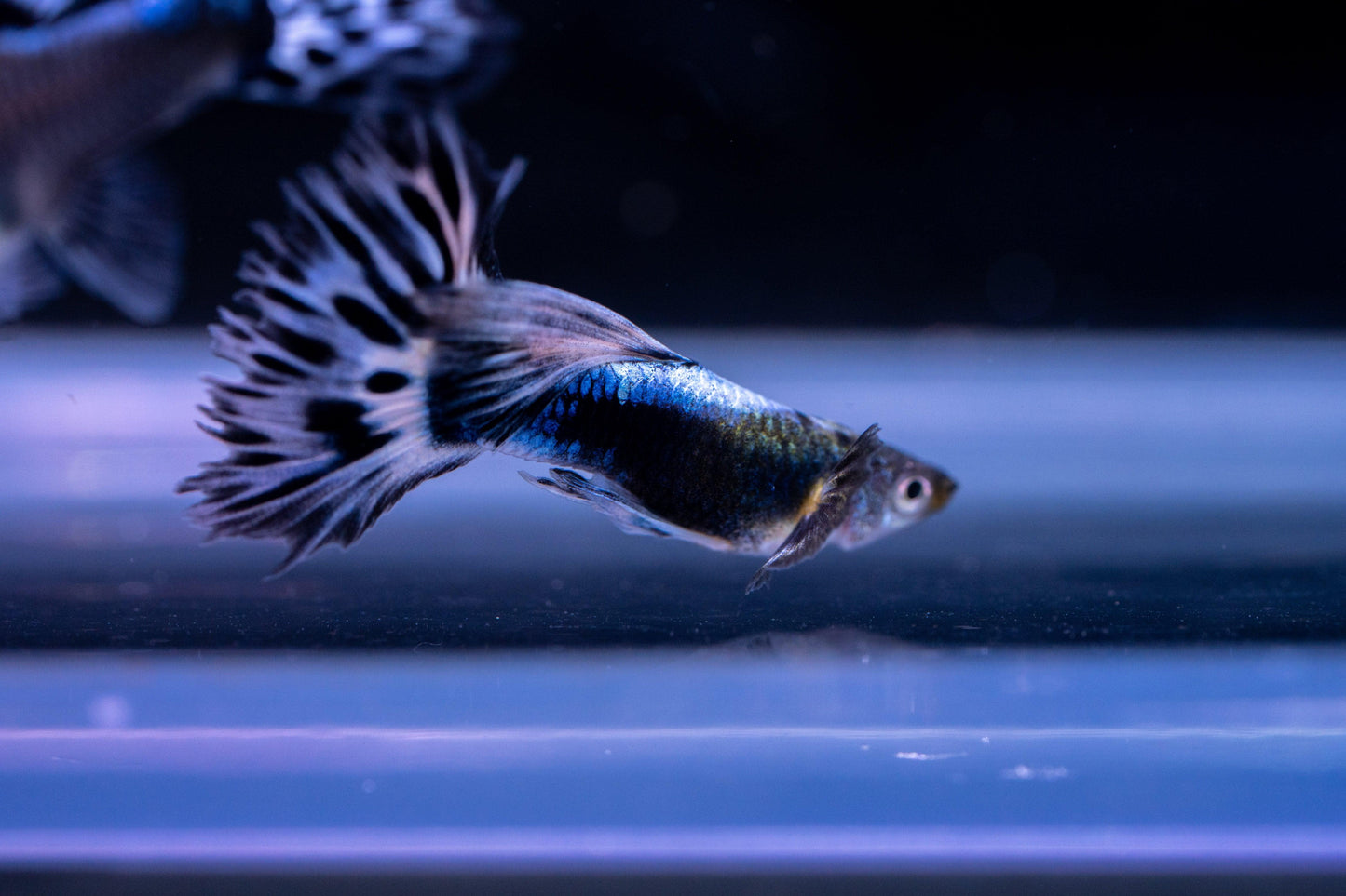 Purple Ivory Mosaic Guppy