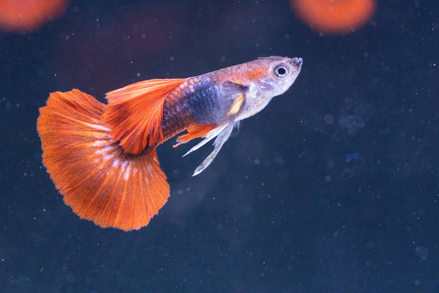 Tropicflow | Half Black Red Rose Guppy For Sale