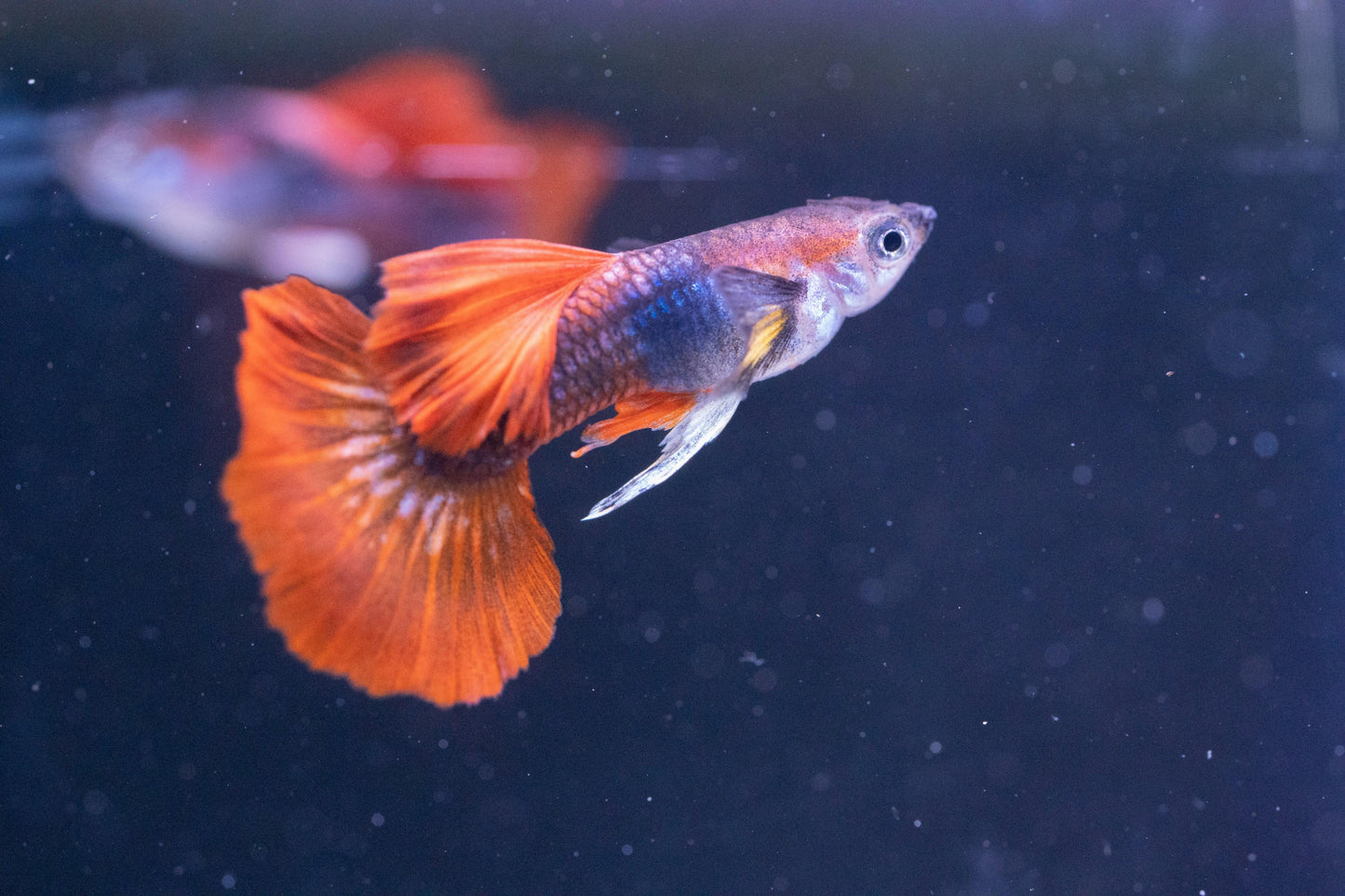Tropicflow | Half Black Red Rose Guppy For Sale