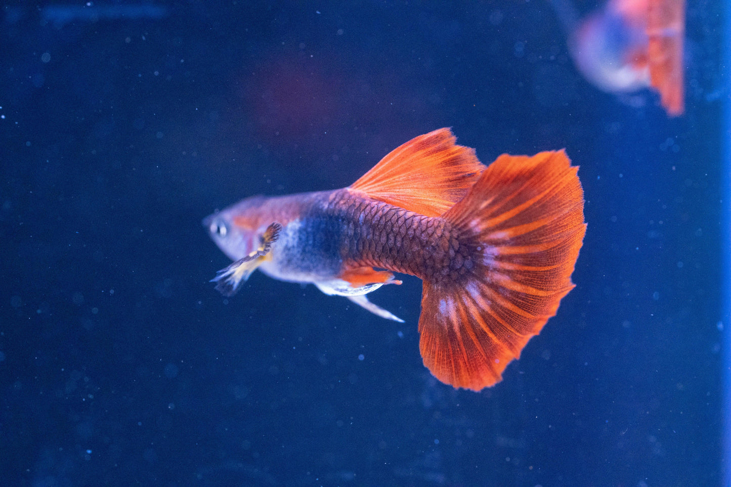 Tropicflow | Half Black Red Rose Guppy For Sale