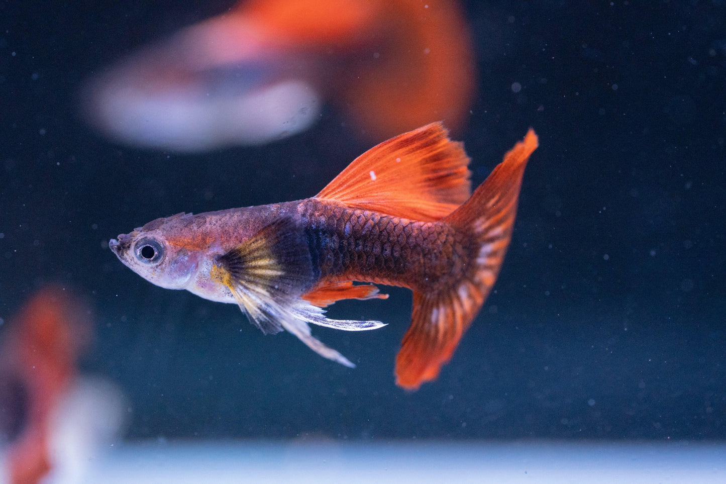 Tropicflow | Half Black Red Rose Guppy For Sale