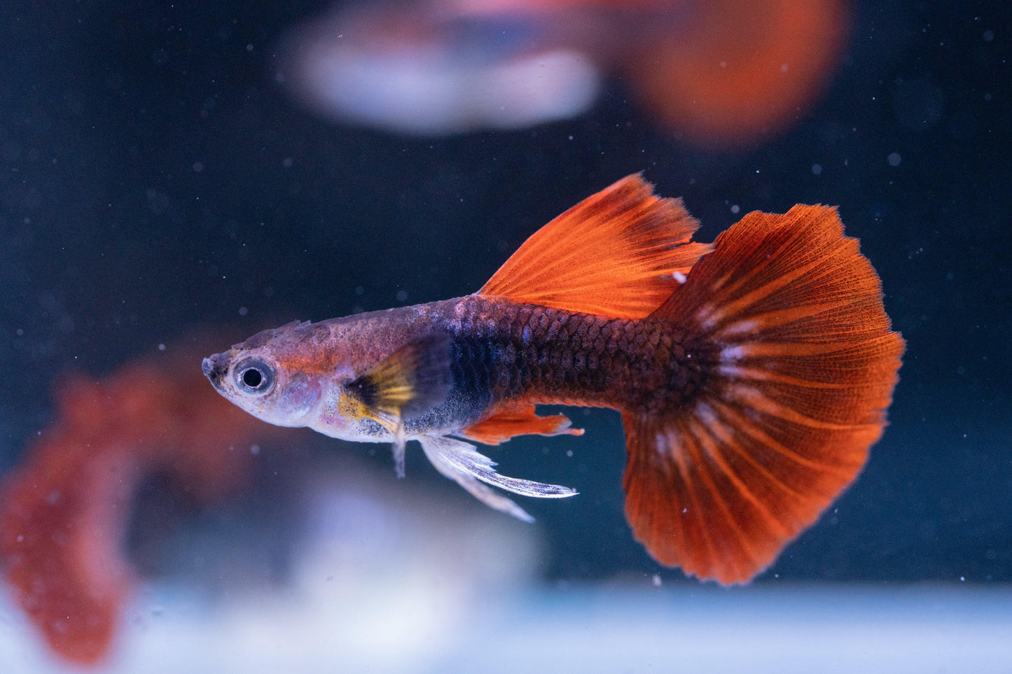Tropicflow | Half Black Red Rose Guppy For Sale