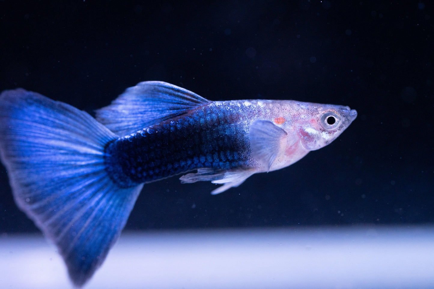 Tropicflow | Half Black Blue Guppy for Sale