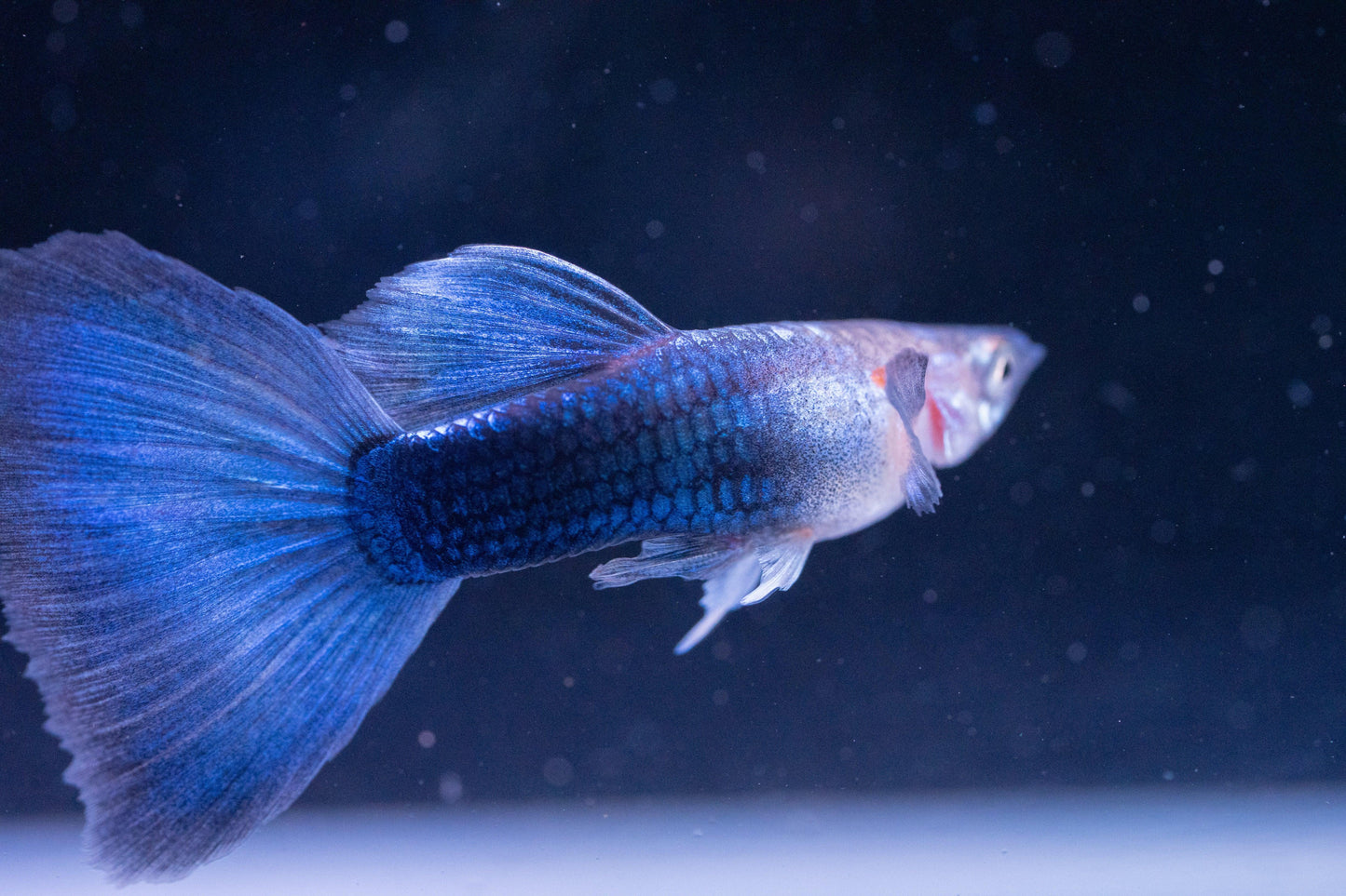 Tropicflow | Half Black Blue Guppy for Sale