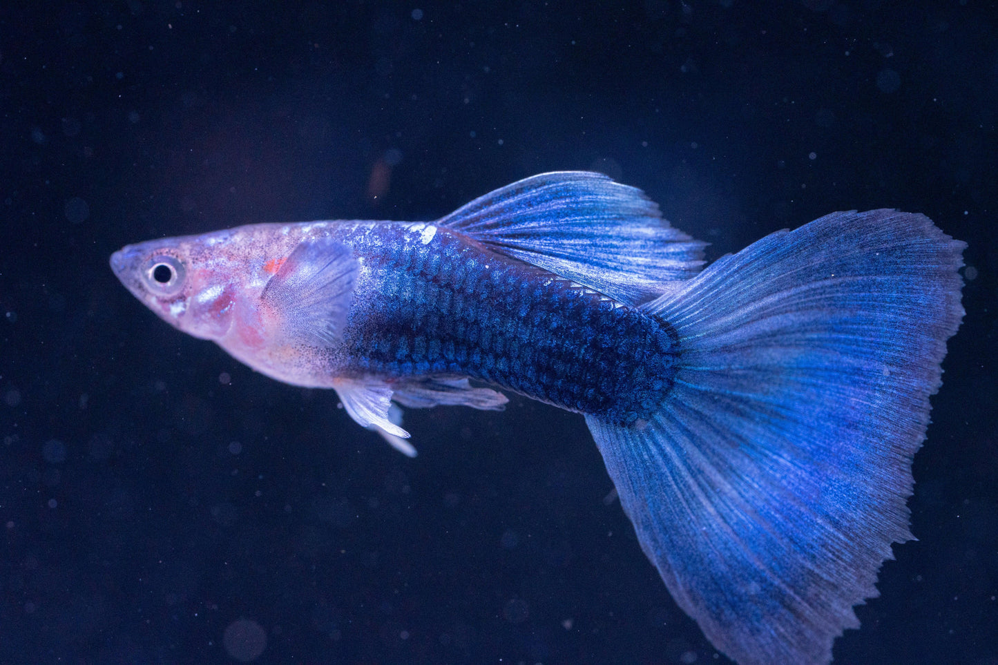 Tropicflow | Half Black Blue Guppy for Sale