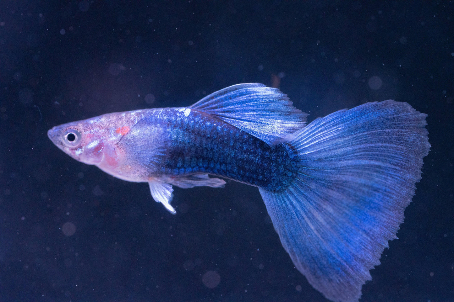 Tropicflow | Half Black Blue Guppy for Sale