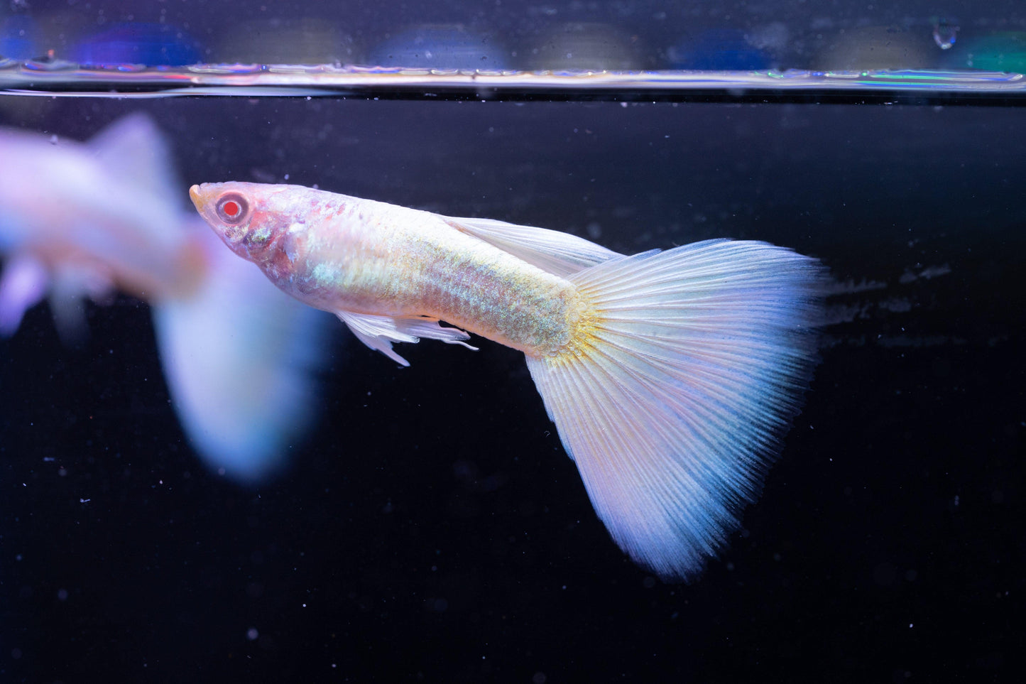 Full White Platinum Guppy