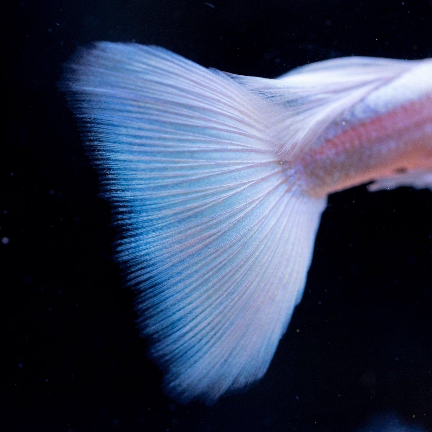Full White Platinum Guppy