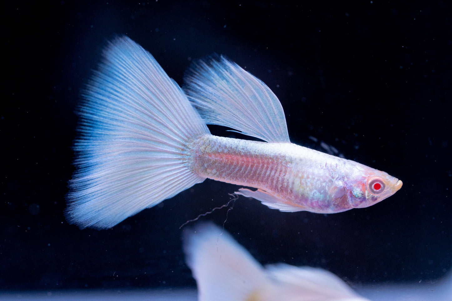 Full White Platinum Guppy