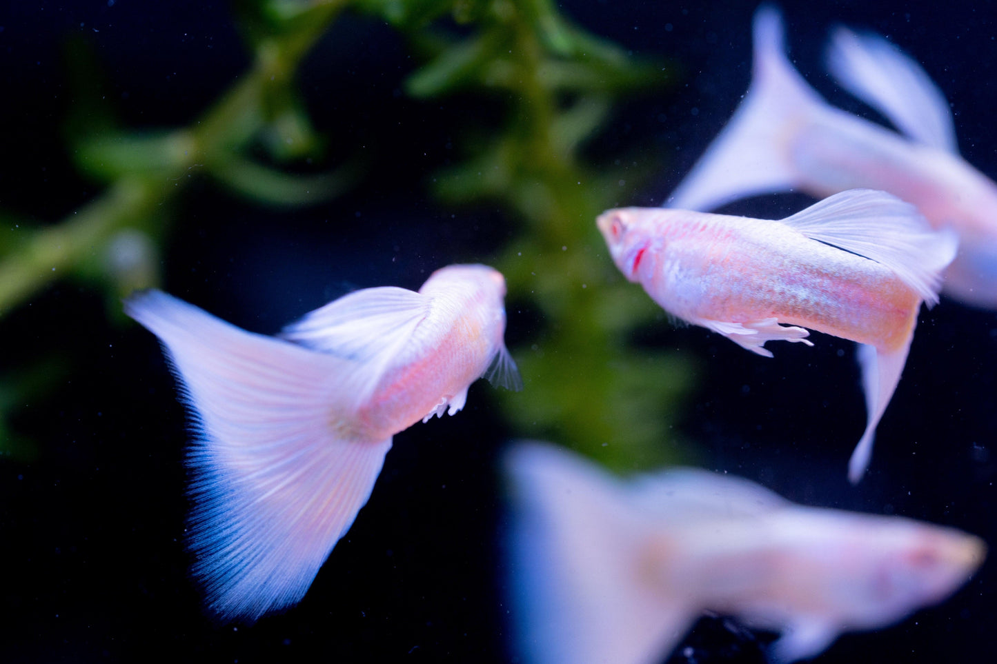 Full White Platinum Guppy