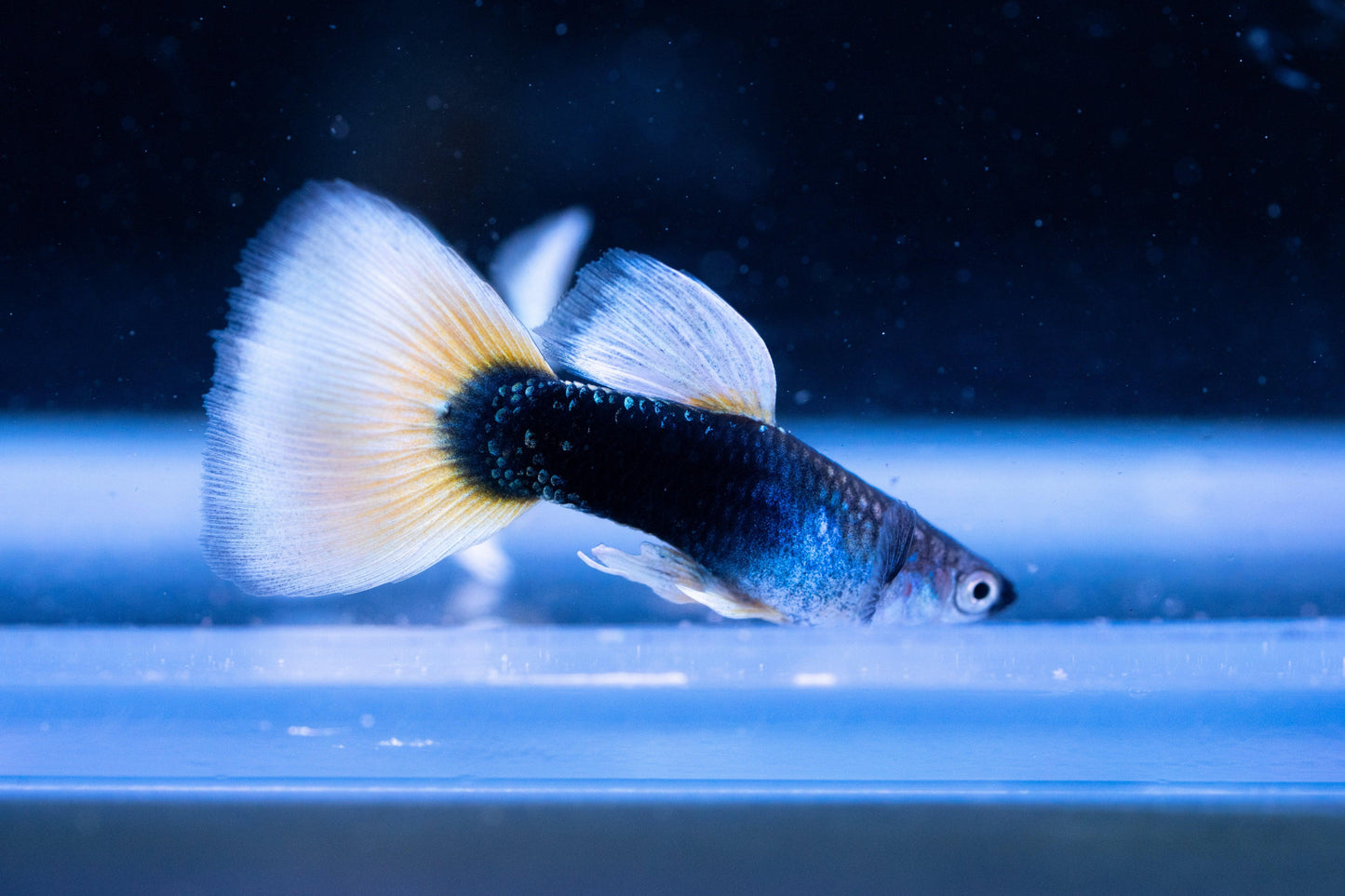 Tropicflow | Half Black Yellow Guppy for Sale