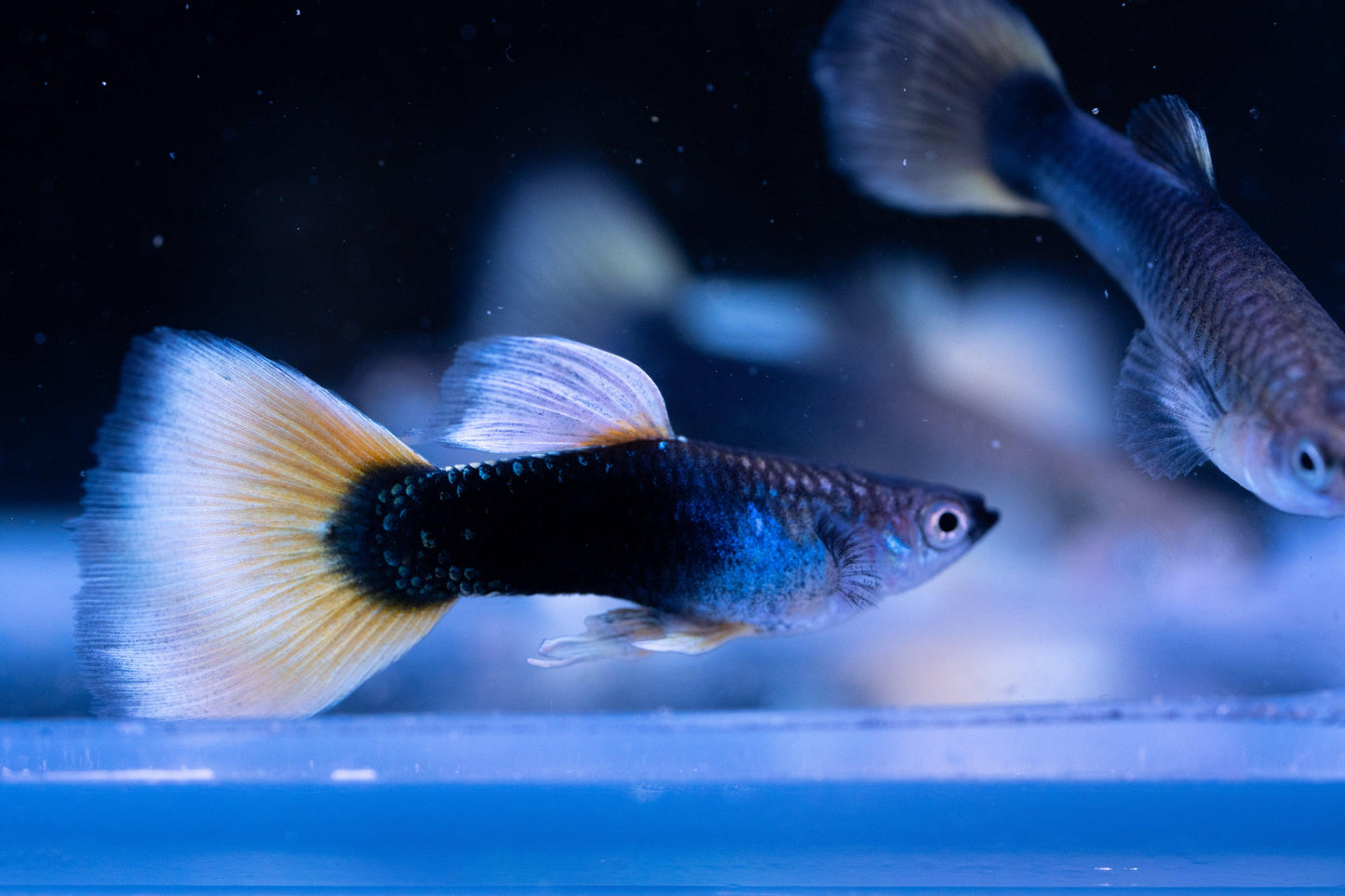 Tropicflow | Half Black Yellow Guppy for Sale