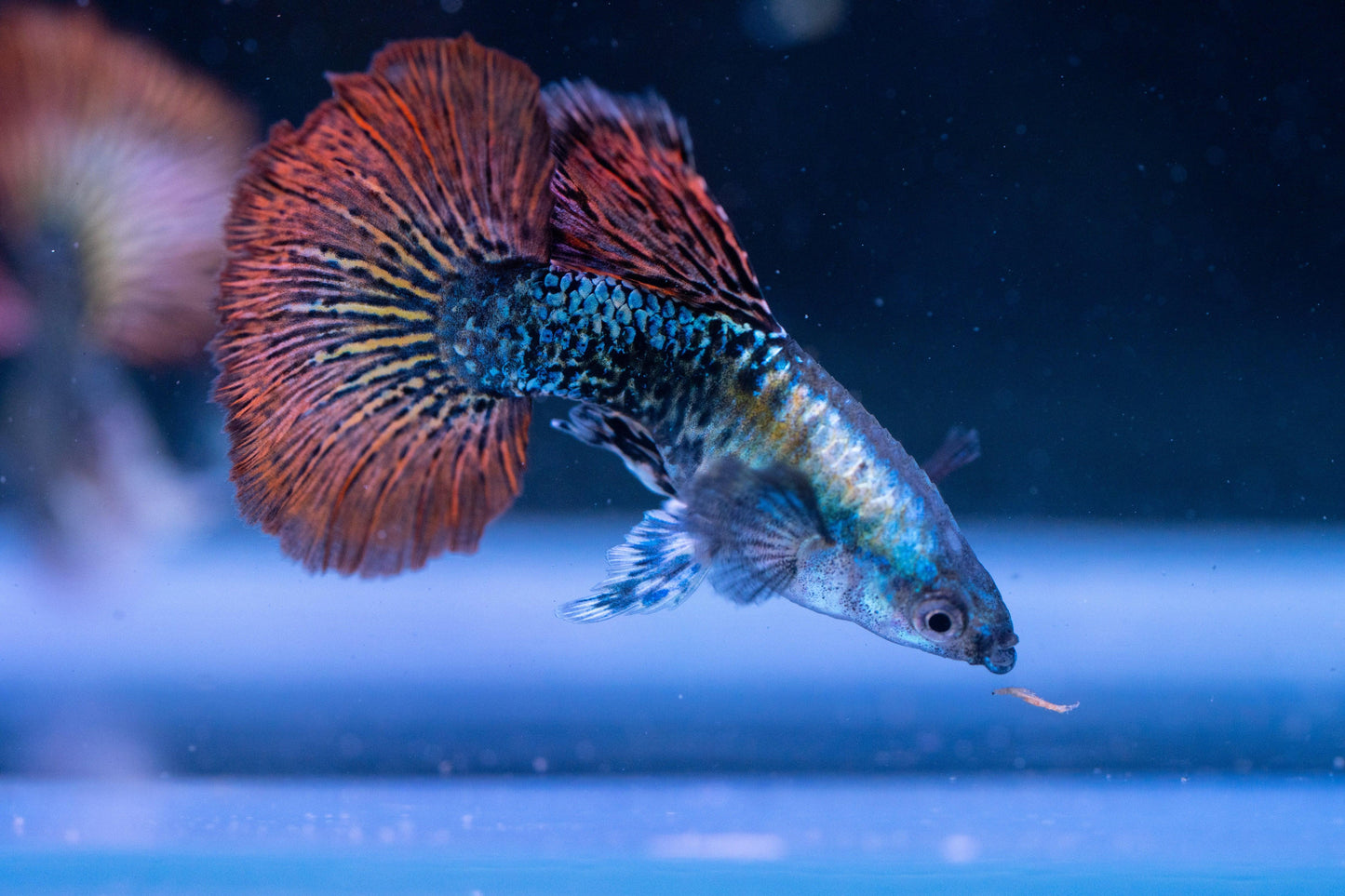 Tropicflow | Red Dragon Guppy For Sale