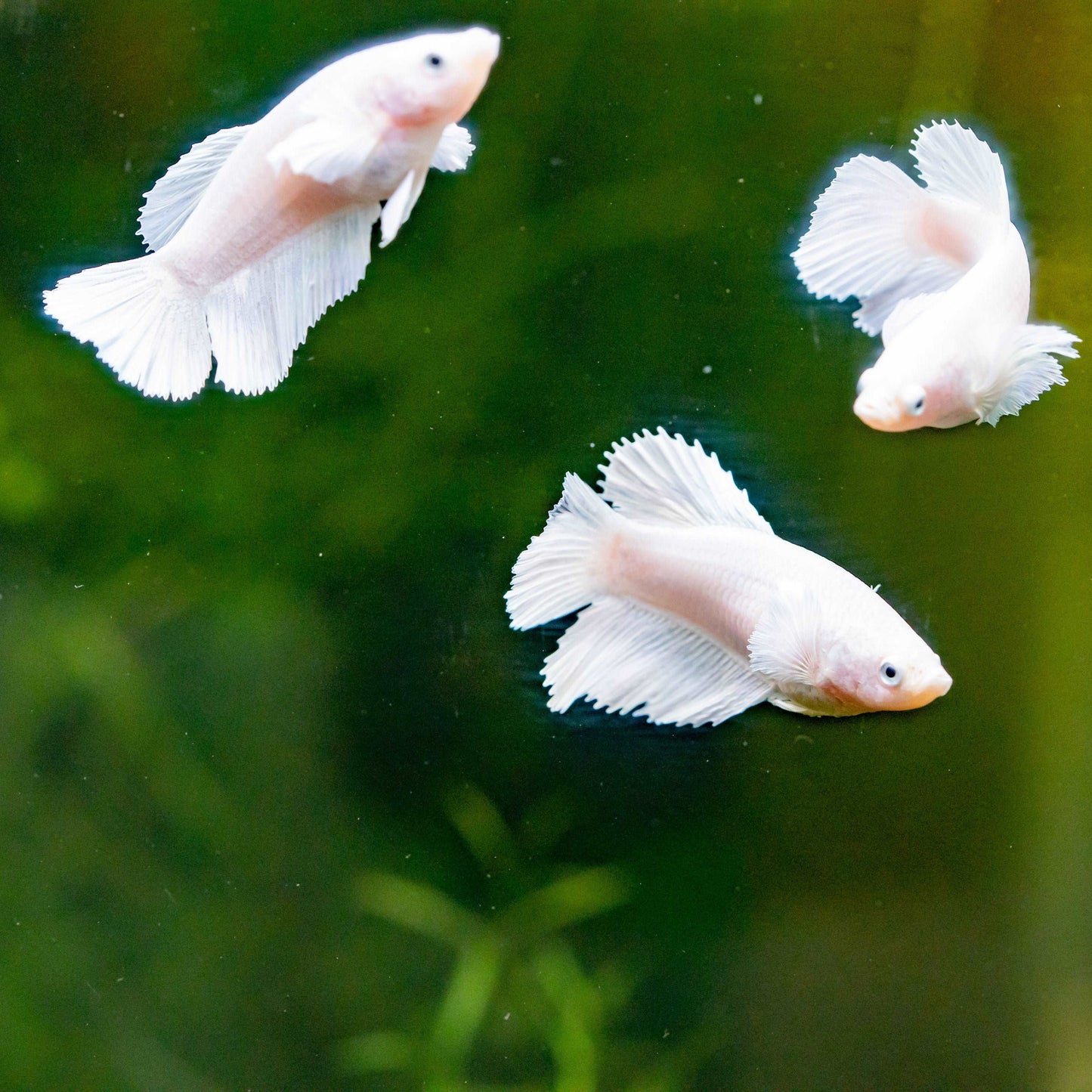 Female Betta Dumbo White 