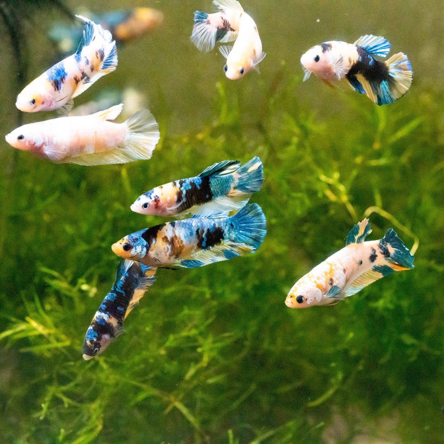 Female Betta Fish Sorority Koi Yellow Galaxy