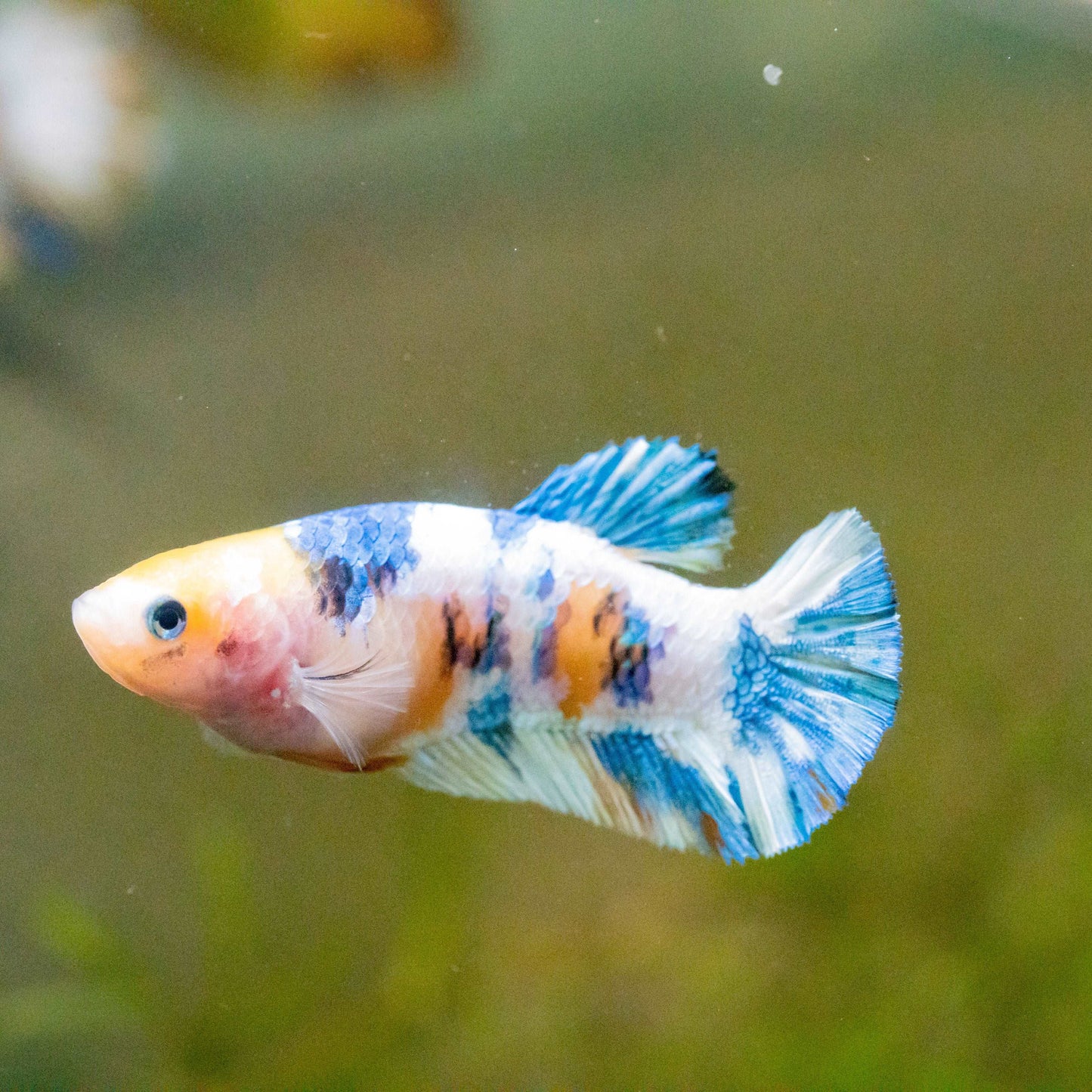 Female Betta Fish Sorority Koi Yellow Galaxy