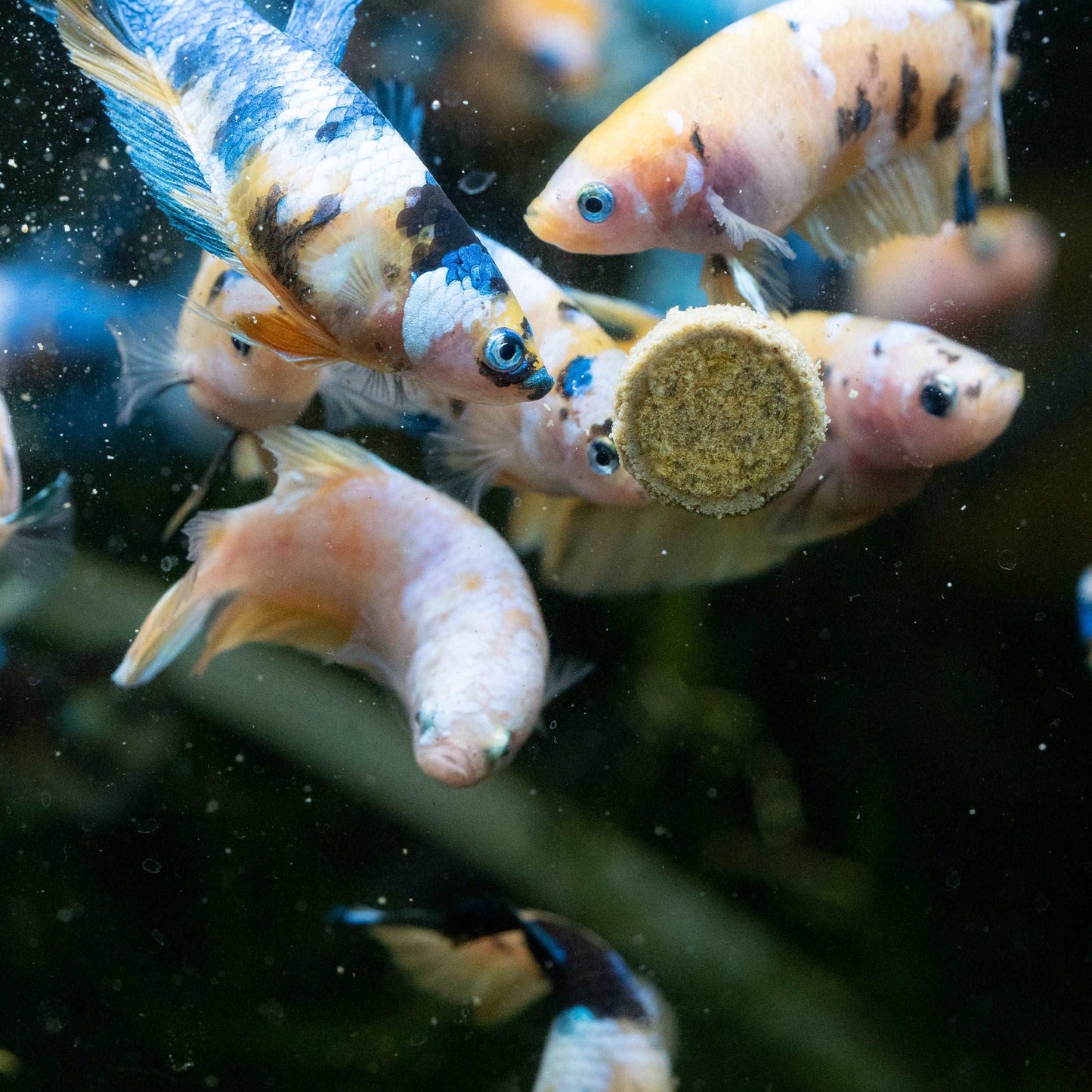 Female Betta Fish Sorority Koi Yellow Galaxy