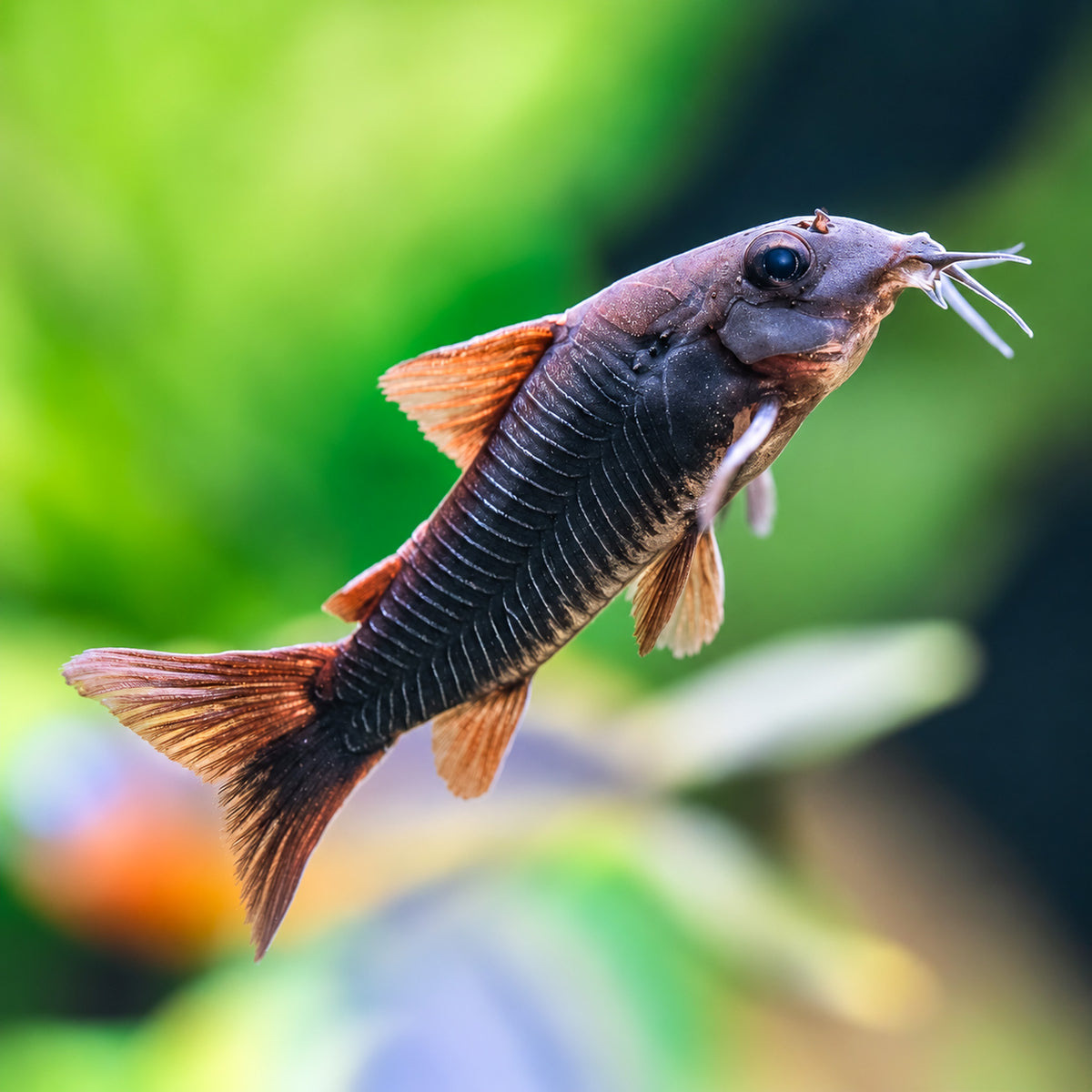 Dark Form Venezuelan Cory Catfish – Corydoras Venezuelanus