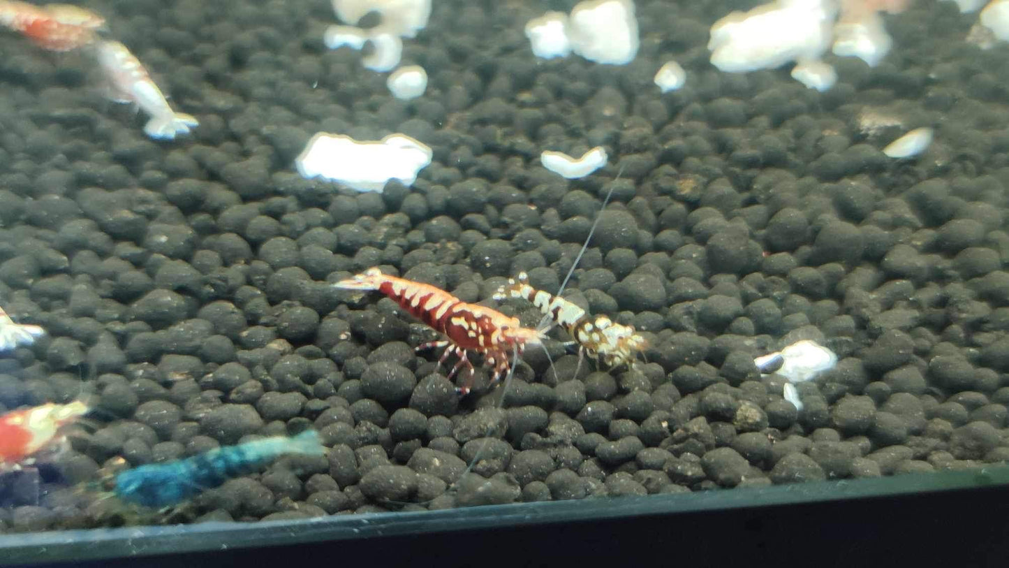 Tropicflow | Red Galaxy Pinto Shrimp