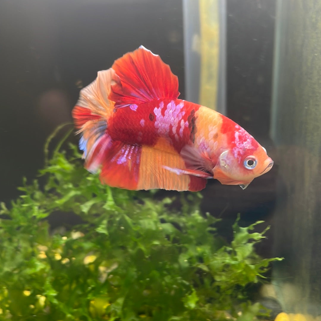 Koi Candy Galaxy Plakat Male Betta #0920KCanPk_E1