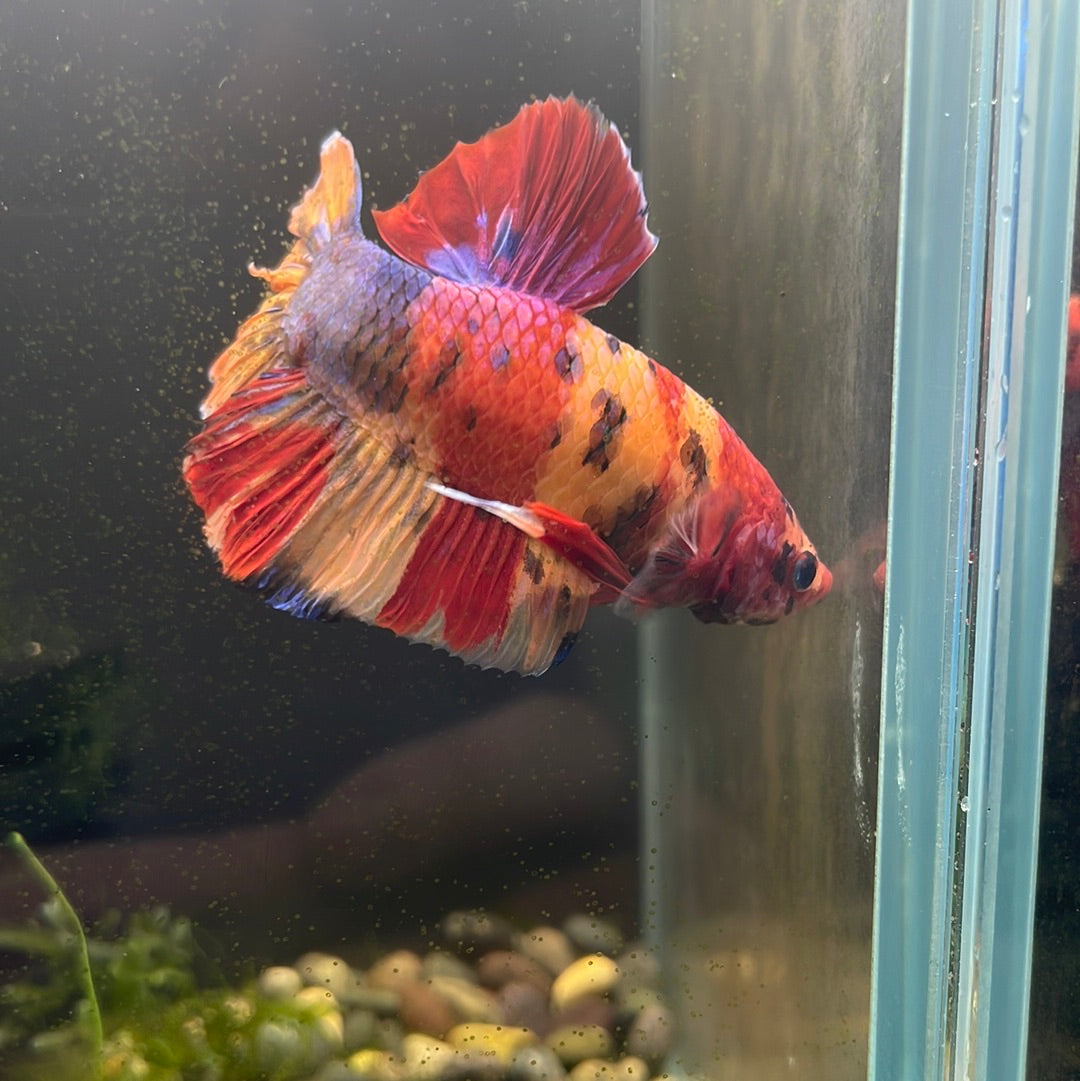 Giant Plakat Betta #0920GIANT_C5