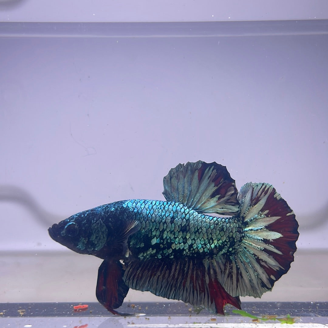 Black Galaxy Plakat Male Betta