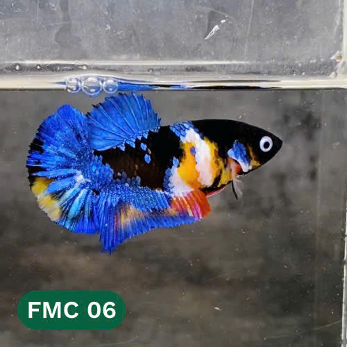 Multicolor Female Betta Fish | You Pick Fish | High Grade