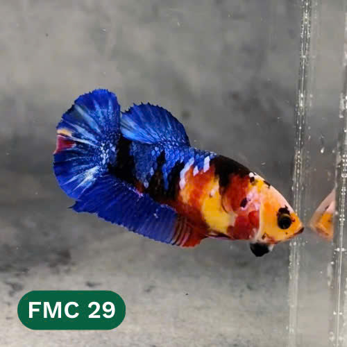Multicolor Female Betta Fish | You Pick Fish | High Grade