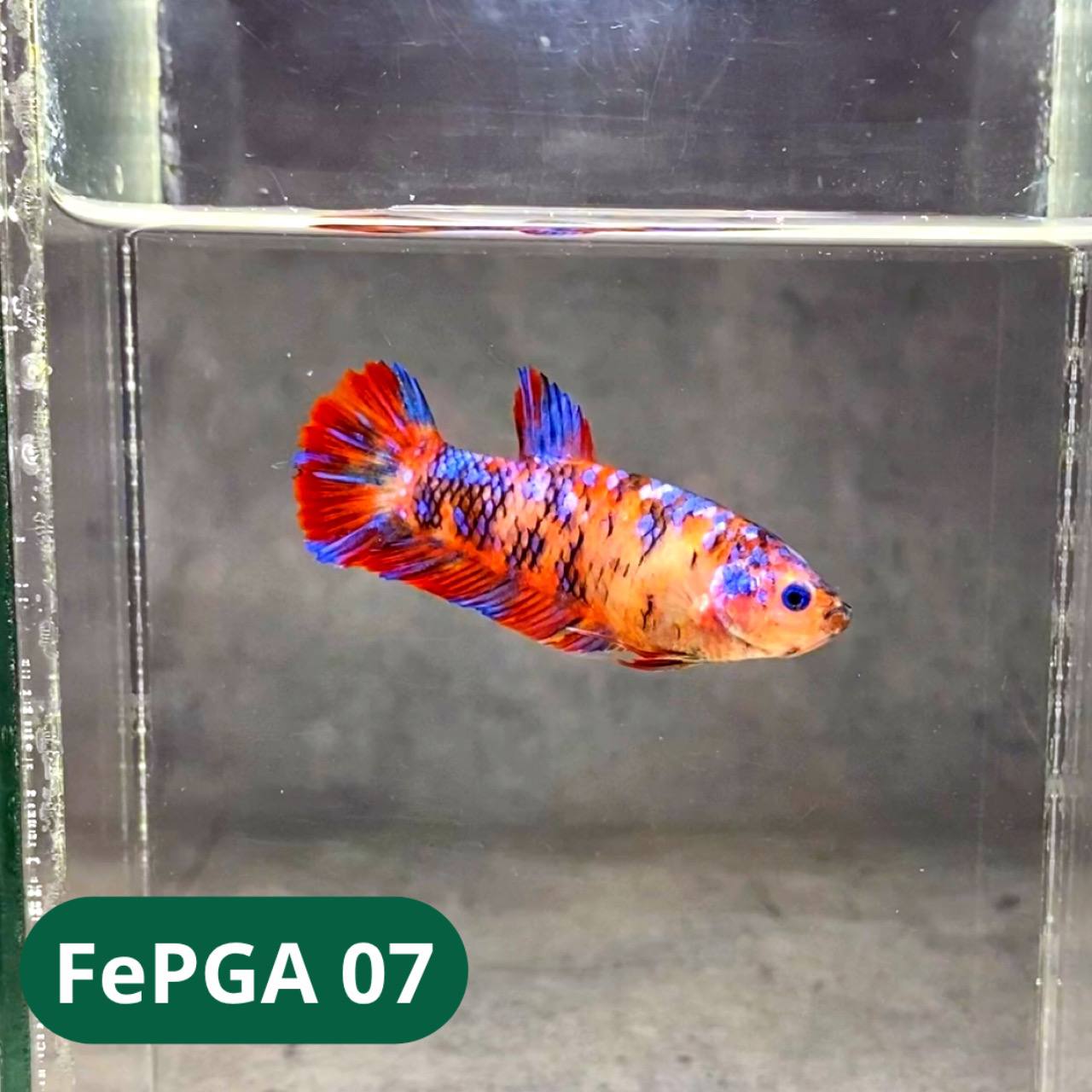 Queen Giant Female Betta Fish | You Pick Fish | High Grade