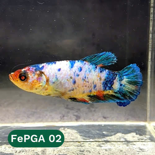 Queen Giant Female Betta Fish | You Pick Fish | High Grade