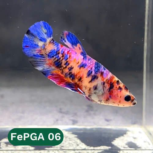 Queen Giant Female Betta Fish | You Pick Fish | High Grade